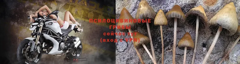 Псилоцибиновые грибы Psilocybe  Баймак 